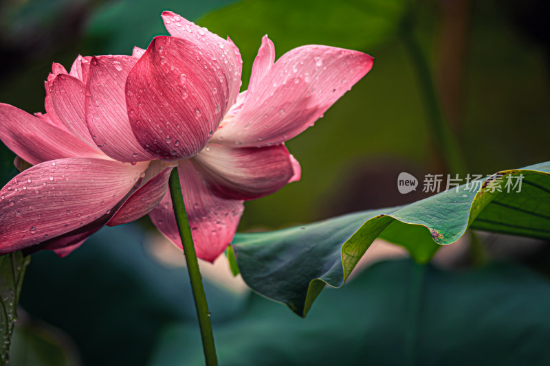 雨后荷花上的水珠