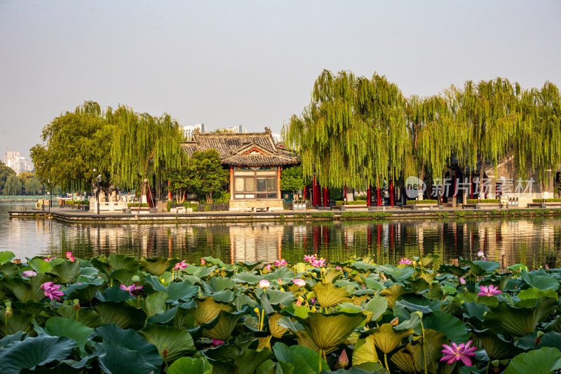 山东济南大明湖风景区自然景观与城市风光