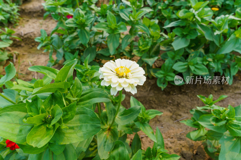 大面积种植的多色鲜花