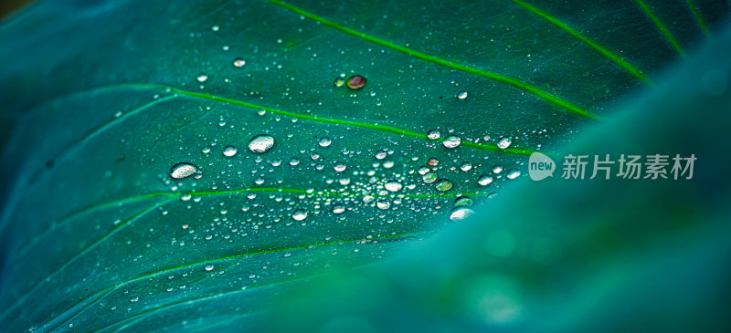 雨后荷叶上的露水珠