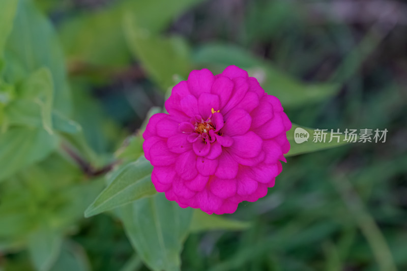 花坛中，盛开的百日菊特写