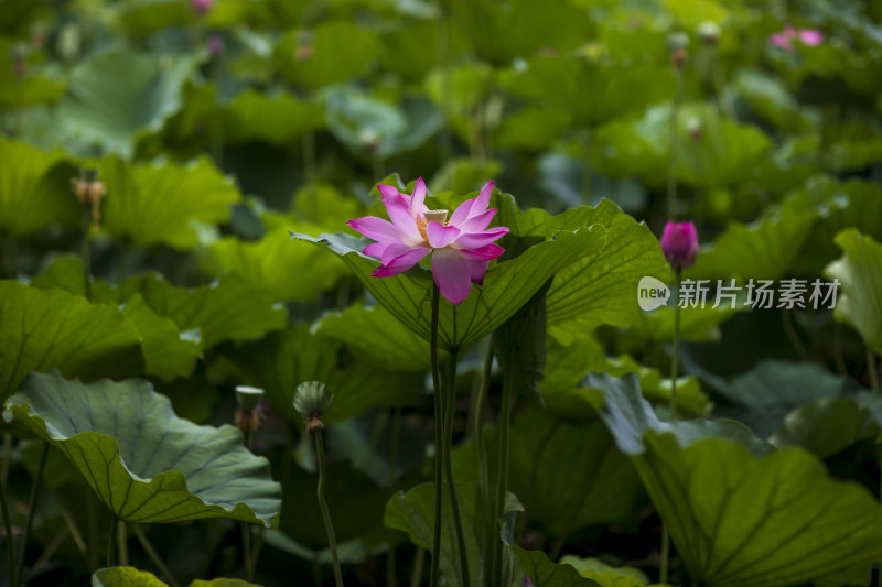 夏季公园荷塘荷叶丛中荷花特写