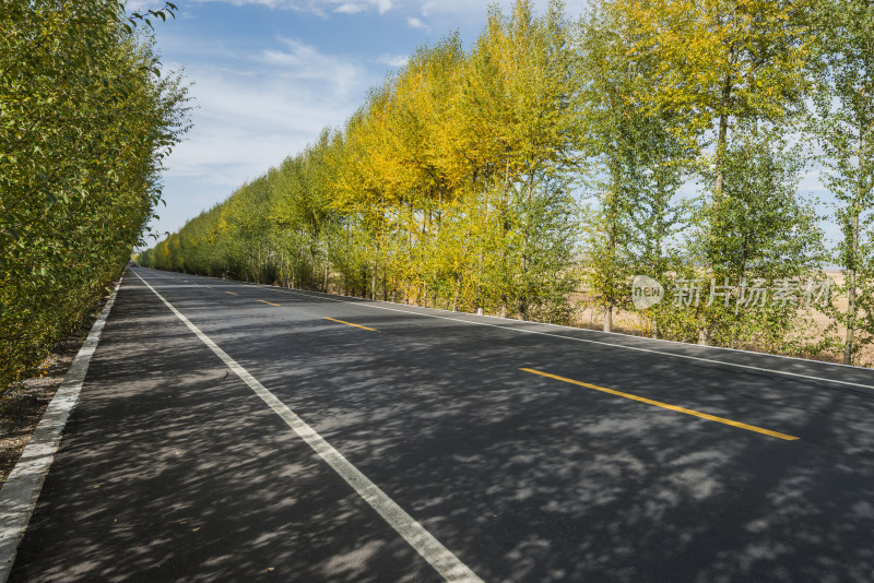 秋日林荫公路风景