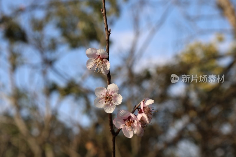 枝头绽放的粉色花朵