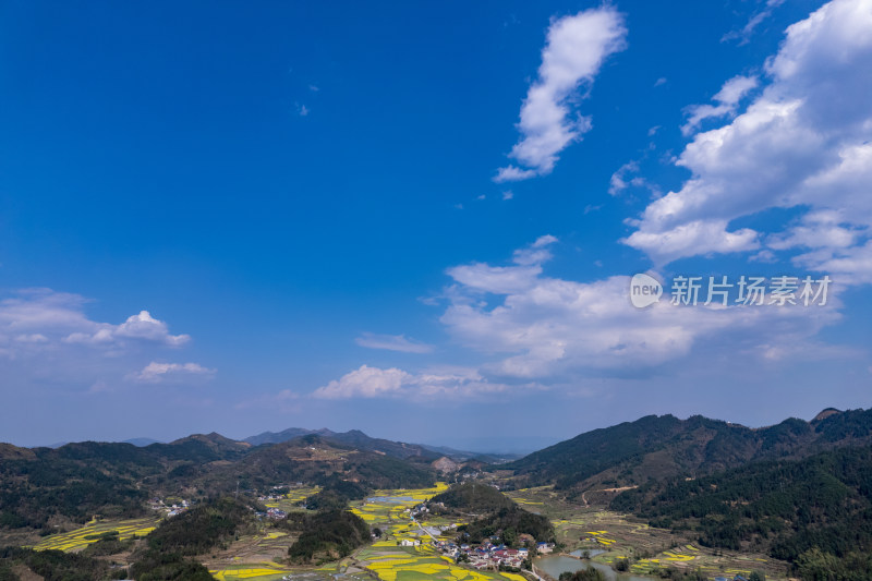 农业种植农田油菜花航拍图