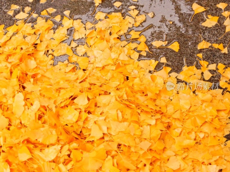 秋雨后地面的金色落叶