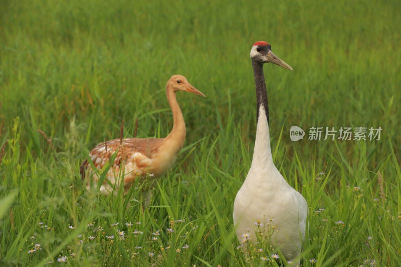 草原草地丹顶鹤