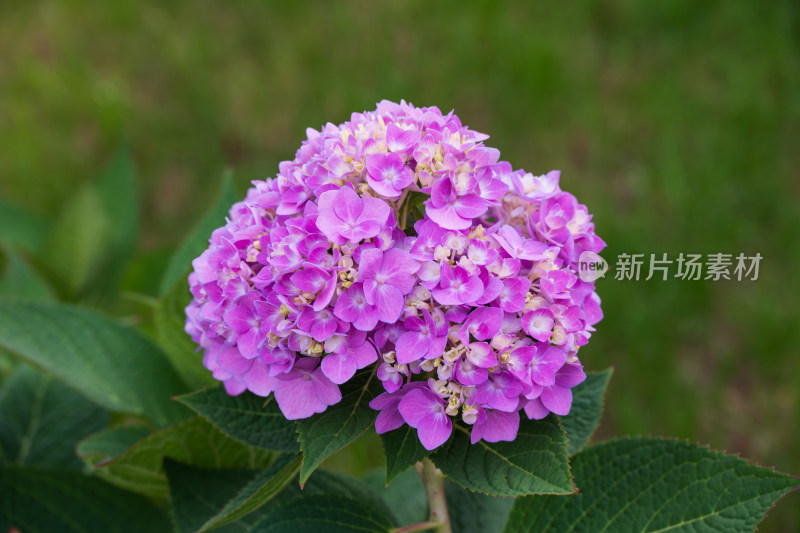 大连英歌石植物园绣球花特写