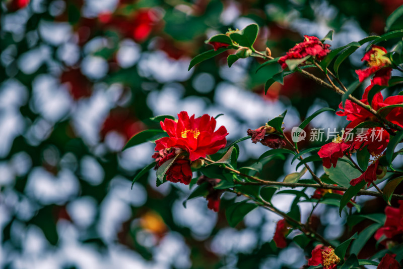 娇艳红色山茶花