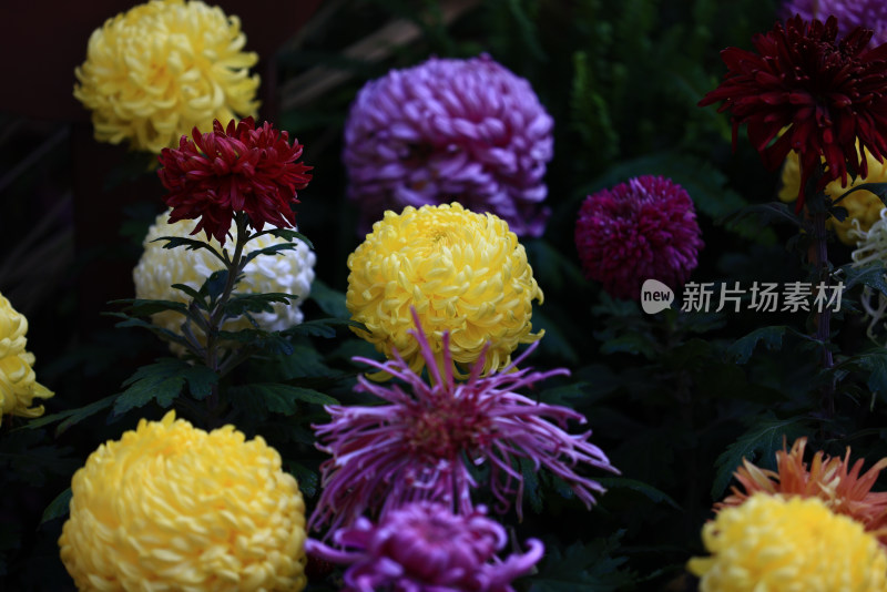 杭州植物园菊花展盛开的菊花特写