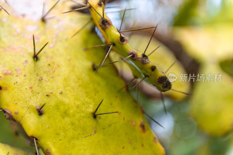 仙人掌的特写镜头