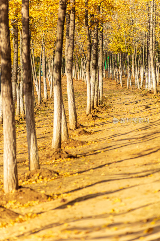 秋日银杏林的光影景致