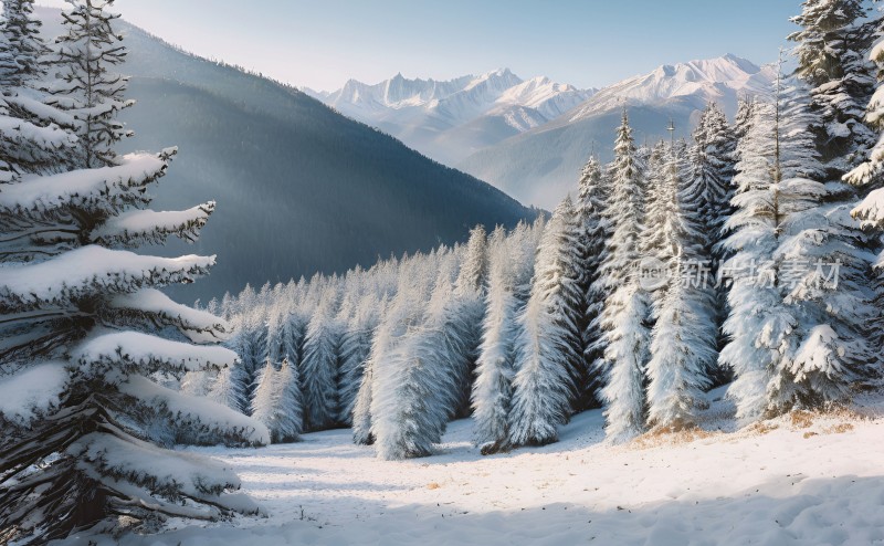 冬季森林白雪覆盖风景