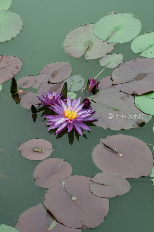 北京国家植物园睡莲