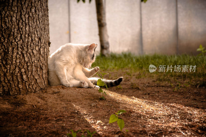 被阳光温暖舔着毛的猫