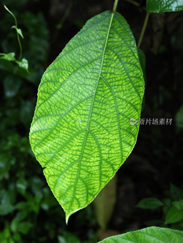 春天绿色的树叶叶子和雨滴水滴露水