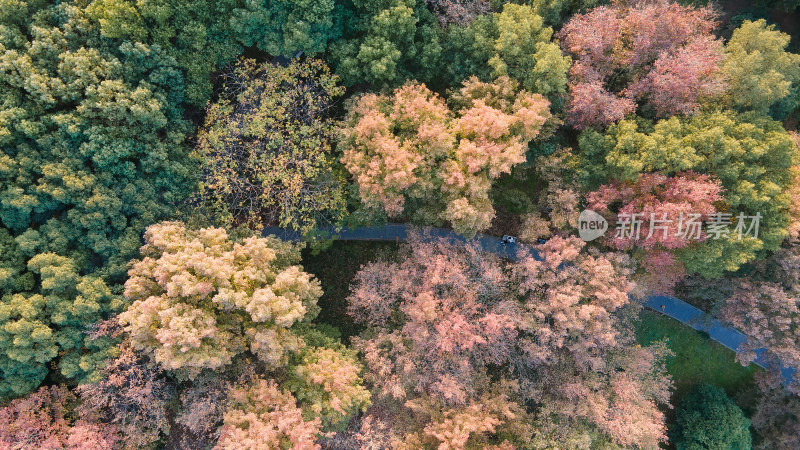 航拍城市公园绿道秋天五颜六色的花草树木