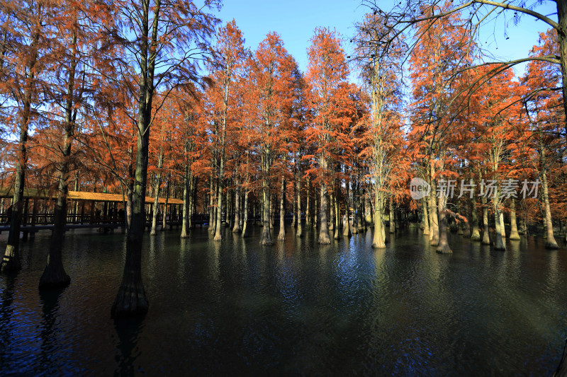 水中红杉林秋景全景