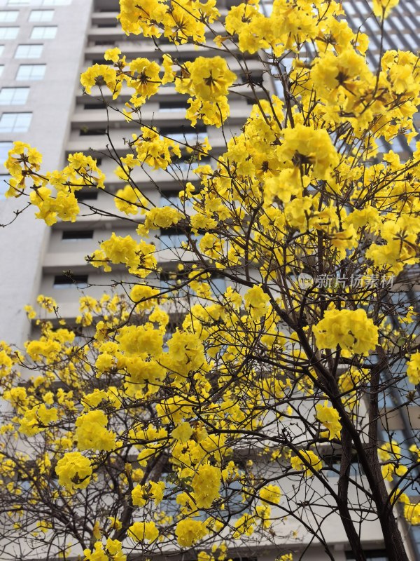 黄花风铃木特写