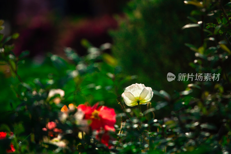 春天的花朵