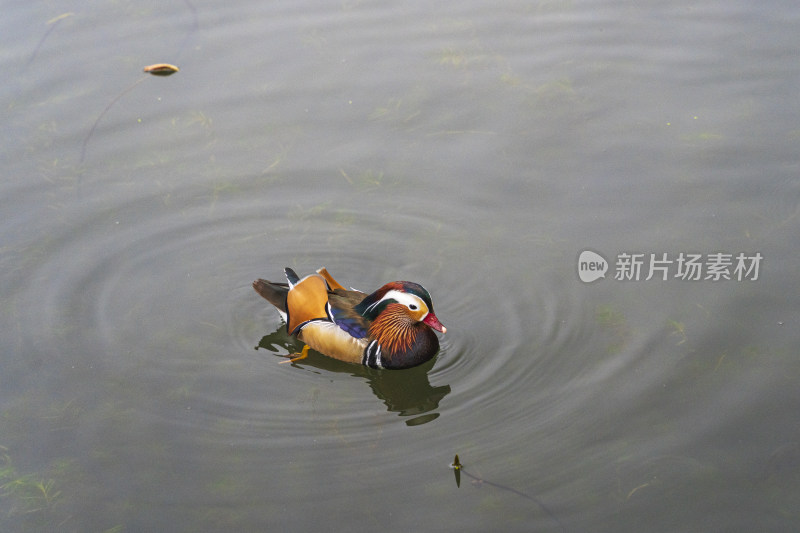 春天，苏州园林拙政园，水池里的鸳鸯