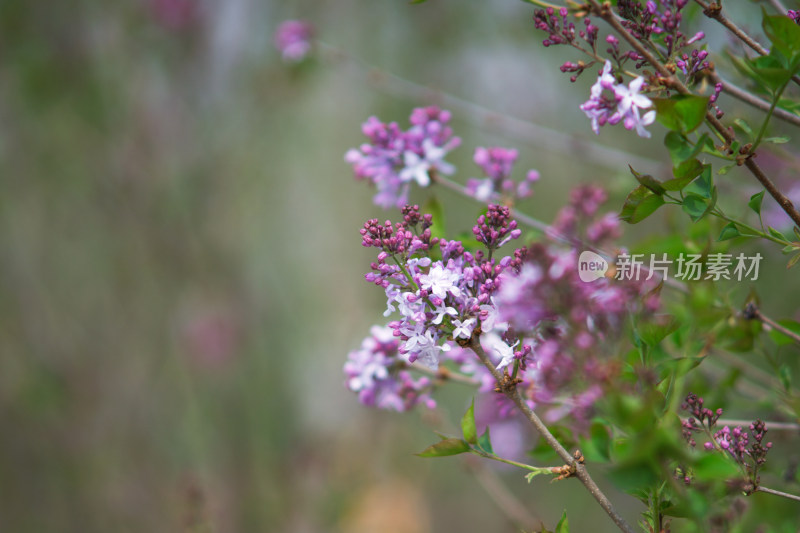 即将开放的丁香花特写