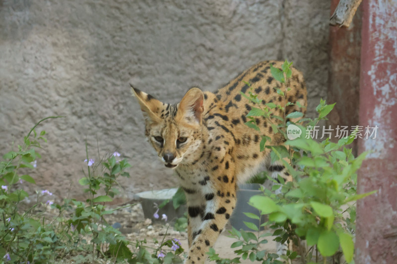 薮猫在绿植间行走