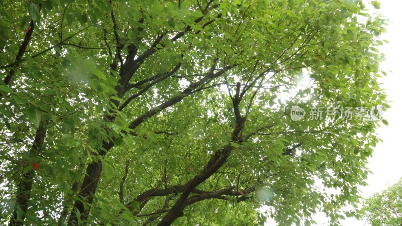 繁茂绿树仰视景象