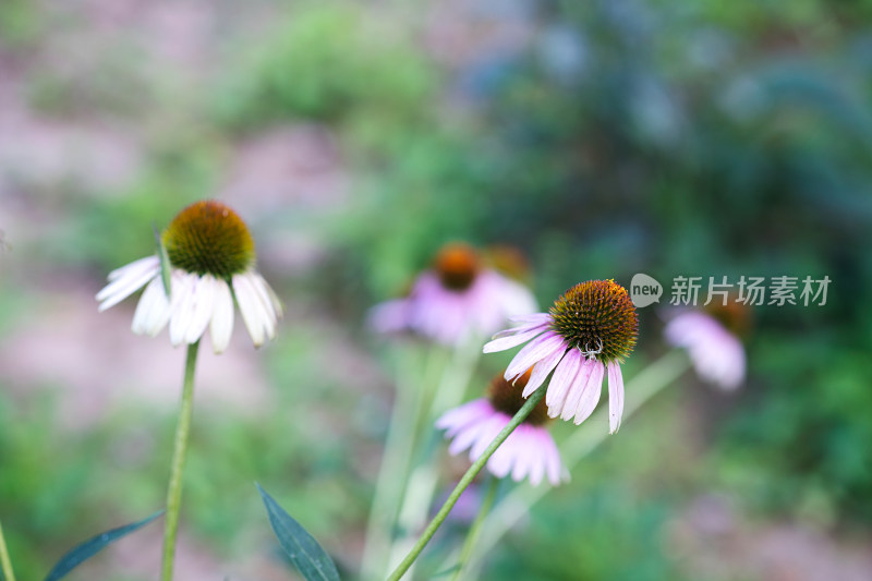 紫锥菊特写