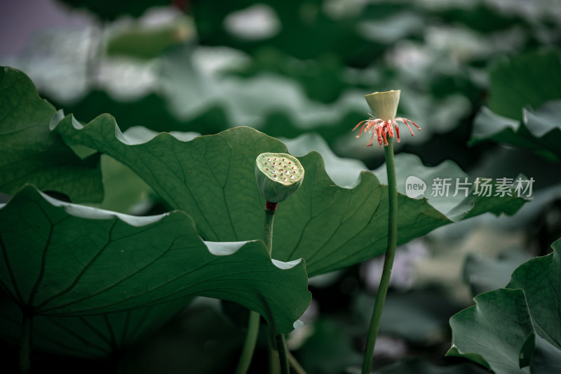 雨后荷花