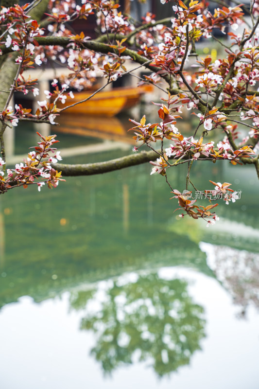 州园林网师园，彩霞池边盛开的紫叶李与木船