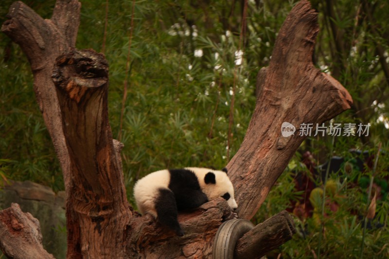 大熊猫幼崽妹猪在树上慵懒休憩的可爱模样