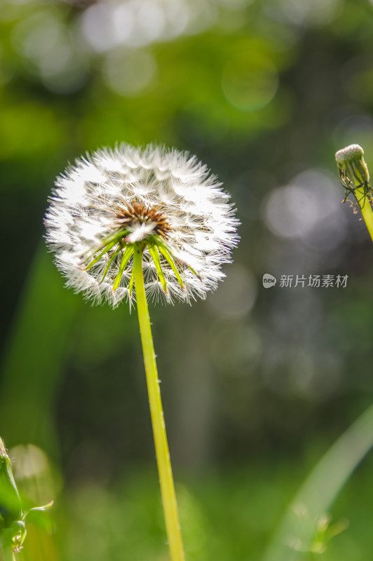 盛开蒲公英花特写