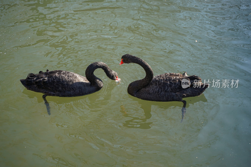 两只黑天鹅在水中觅食吃鱼