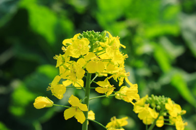 金灿灿的油菜花特写