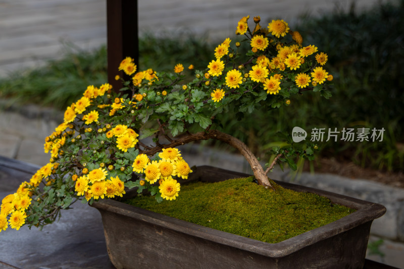 菊花展黄色菊花秋菊盆景特写