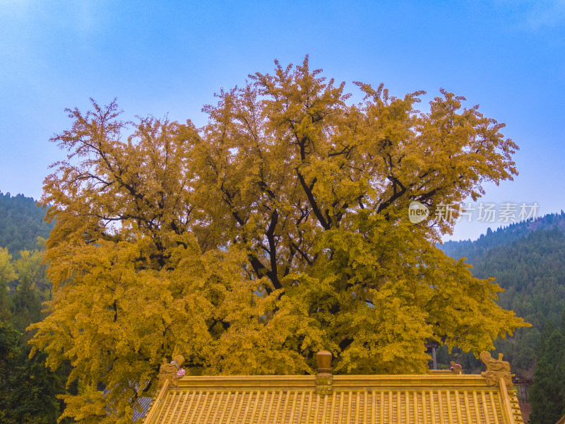 山东济南淌豆寺秋天航拍