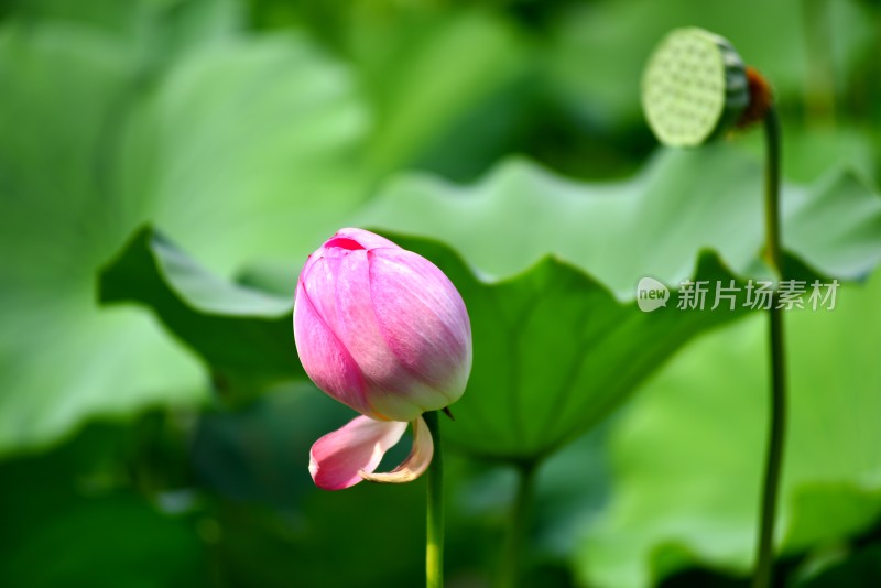 莲花荷花荷花池