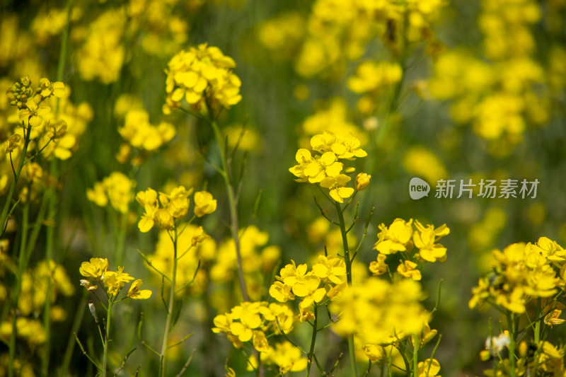 春天野外金灿灿的油菜花田金黄色花海