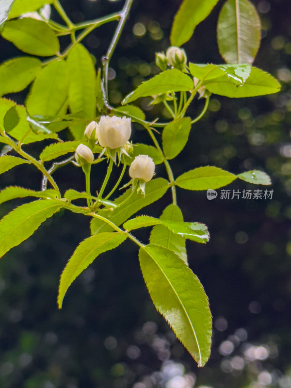 白色开花植物叶片特写