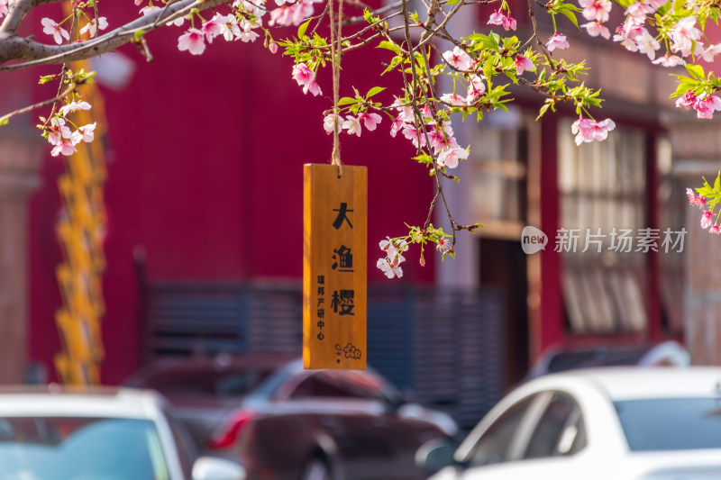 春日樱花盛开挂有木牌的浪漫街景