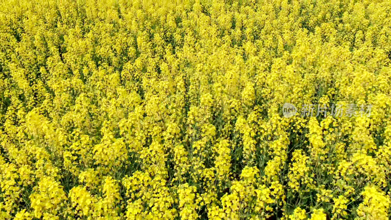 春天油菜花