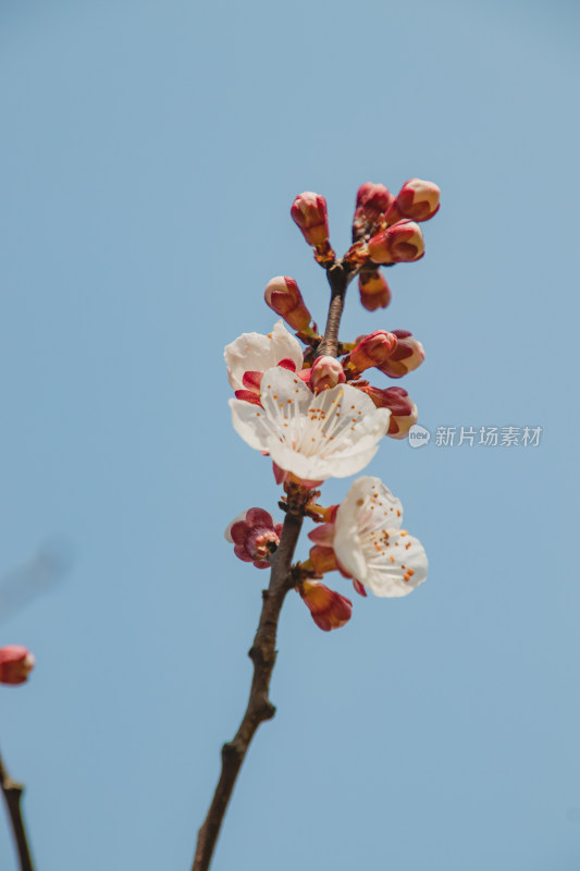 蓝天背景下梅花特写