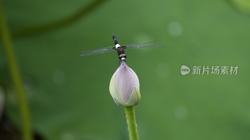 蜻蜓落在荷花上