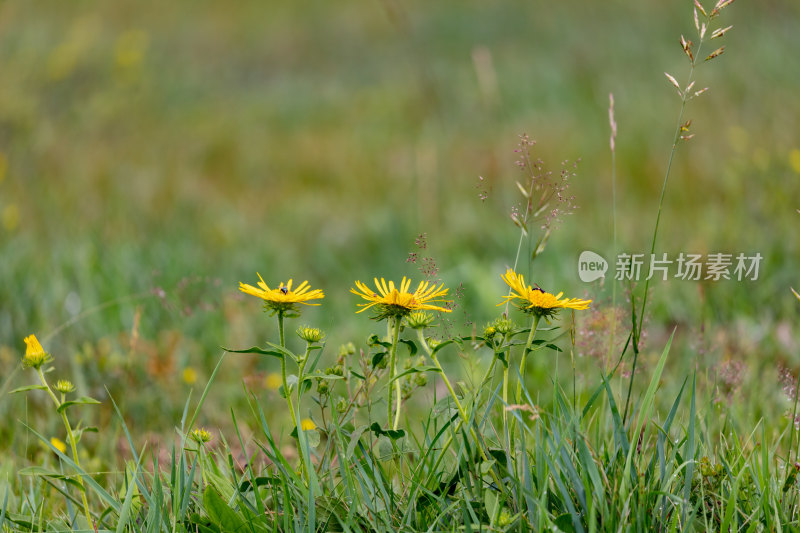 草原上的野花