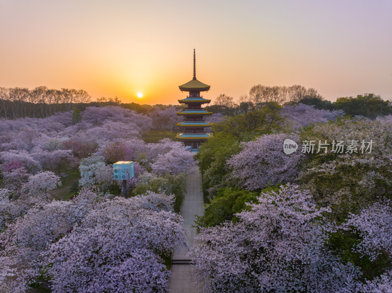 武汉东湖磨山樱花园樱花盛开