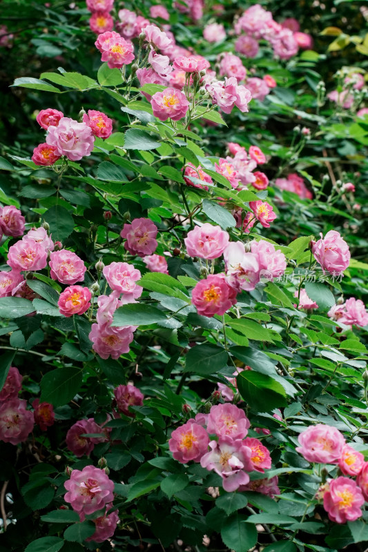 北京国家植物园蔷薇