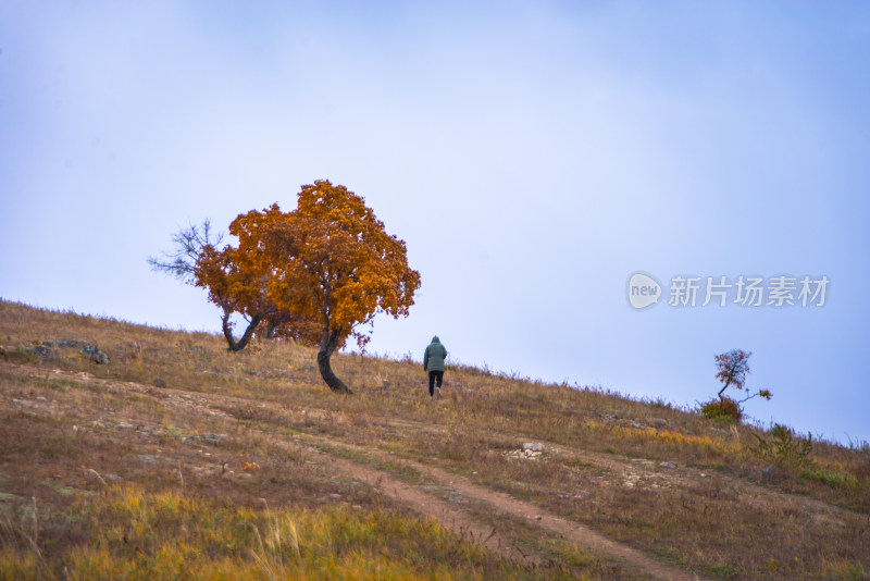 山坡上有人行走的秋日风景图