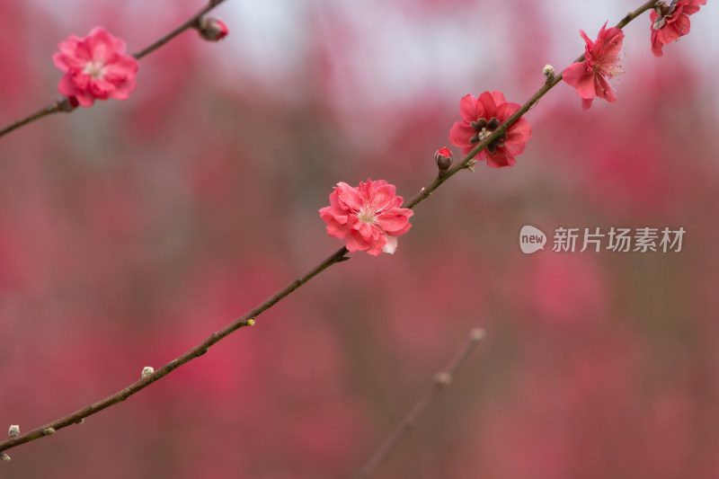 盛开的粉色桃花特写