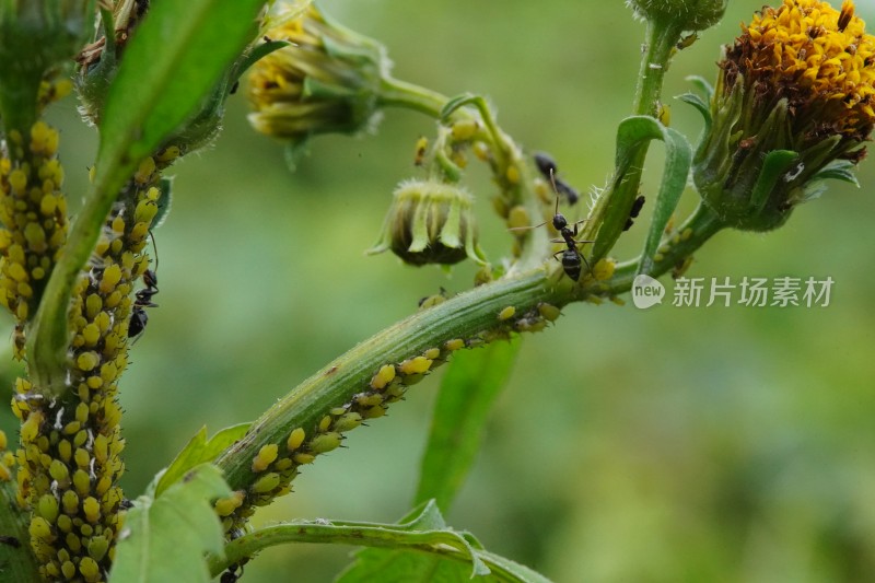 草丛中以花蜜为食的昆虫